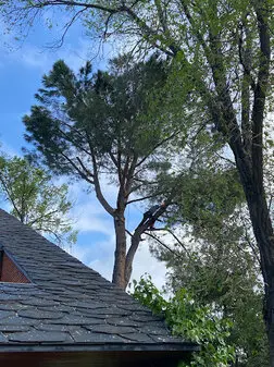 Tala y poda en altura en Madrid Tala y poda en altura en Madrid