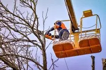 Tala y poda en altura Madrid Poda de árboles Madrid