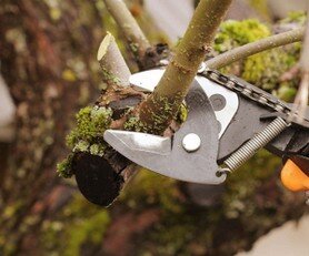 Talaypodadearboles-03.jpg