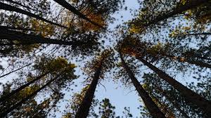 arboles.jpg