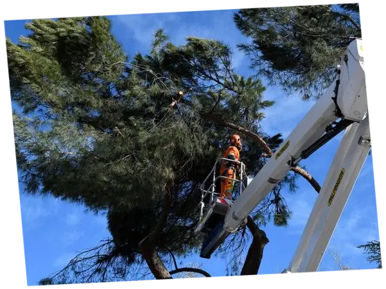 Podas de arbustos y plantas