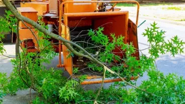 Podas y talas controladas de altura en Girona y provincia