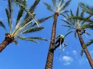 Podas en altura de palmeras Girona