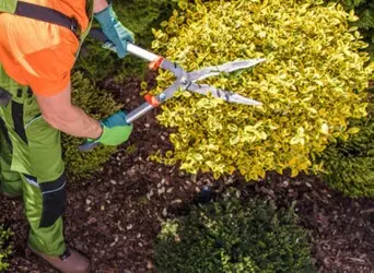 Empresa de podas y talas controladas en altura Girona Empresa de podas y talas controladas en altura Girona