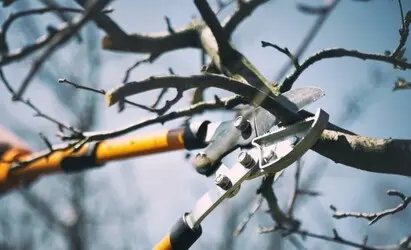 Empresa de podas y talas controladas en altura Girona Empresa de podas y talas controladas en altura Girona