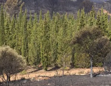 Podas y talas controladas de altura en Girona y provincia Podas y talas controladas de altura en Girona y provincia