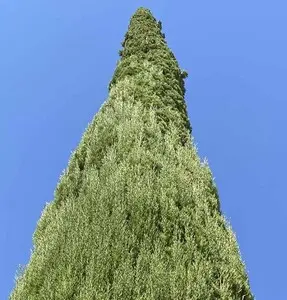 Podas y talas controladas de altura en Girona y provincia