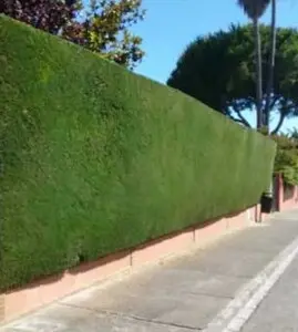 Podas y talas controladas de altura en Girona y provincia Podas y talas controladas de altura en Girona y provincia