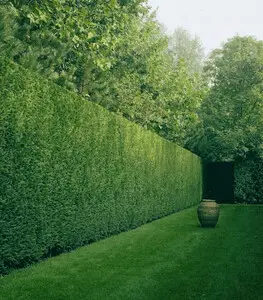 Podas y talas controladas de altura en Girona y provincia Podas y talas controladas de altura en Girona y provincia