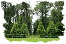 Tala y poda de árboles Ávila Podas y talas árboles, Ávila