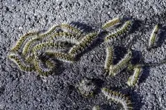 Combatimos plagas de orugas eliminaamos plaga de orugas