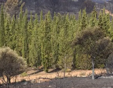 Cipreses como cortafuego Cipreses como cortafuego ideal