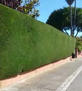 Belleza y mantenimientos en tu jardín mantenimiento cipreses en tu jardín